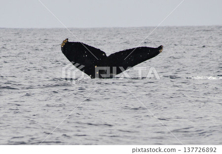 Humpback whales that come to the Kerama Islands in Okinawa during the winter 137726892