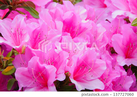 盛開的杜鵑花色彩艷麗：公園和花園中的春日景象。 137727060