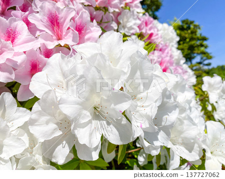 Vibrantly colored azaleas in full bloom: A spring scene in parks and gardens. 137727062