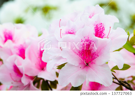 Vibrantly colored azaleas in full bloom: A spring scene in parks and gardens. 137727063