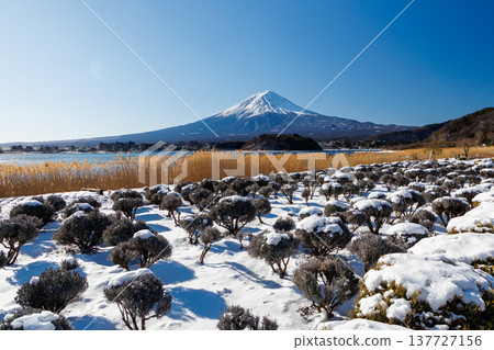 早春時節,河口湖大石公園的薰衣草田和富士山景色盡收眼底。 早春時節,河口湖大石公園的薰衣草田和富士山景色盡收眼底。 137727156