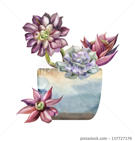 Aeonium stalks, echeveria purple rosette succulent houseplants in glazed ceramic artisan pot. Isolated illustration hand drawn in watercolor. Botanical art for office decor, eco startup presentations 137727176