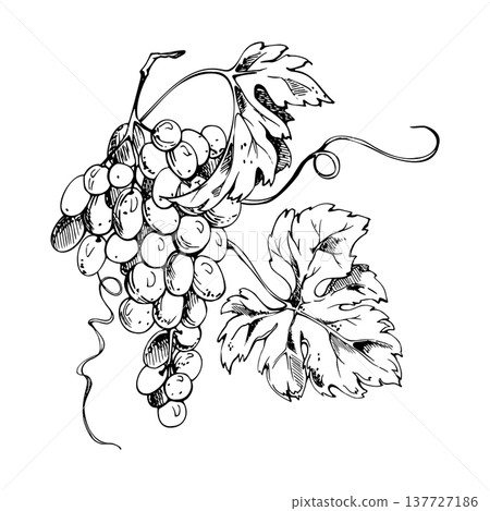 Hand drawn grapevine composition with flowing tendrils, ripe grapes and detailed leaves. Isolated vector illustration in ink style. Wine branding, editorial illustration, culinary marketing materials. Hand drawn grapevine composition with flowing tendrils, ripe grapes and detailed leaves. Isolated vector illustration in ink style. Wine branding, editorial illustration, culinary marketing materials. 137727186