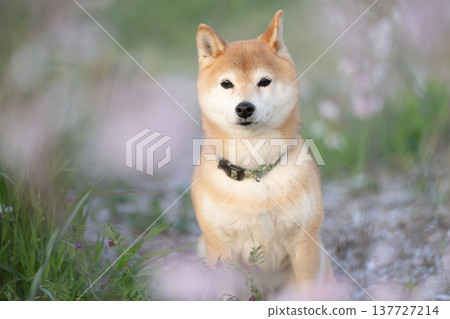 垂枝櫻花和一隻柴犬;一隻名叫茜的可愛柴犬。 垂枝櫻花和一隻柴犬;一隻名叫茜的可愛柴犬。 137727214