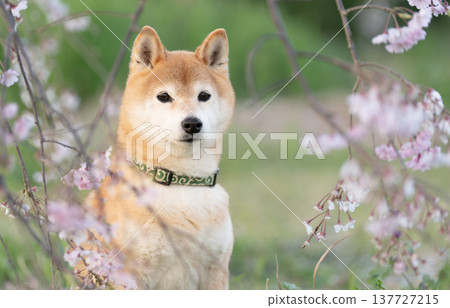 Weeping cherry blossoms and a Shiba Inu; a cute Shiba Inu named Akane. Weeping cherry blossoms and a Shiba Inu; a cute Shiba Inu named Akane. 137727215