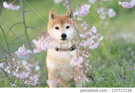 垂枝櫻花和一隻柴犬;一隻名叫茜的可愛柴犬。 垂枝櫻花和一隻柴犬;一隻名叫茜的可愛柴犬。 137727216