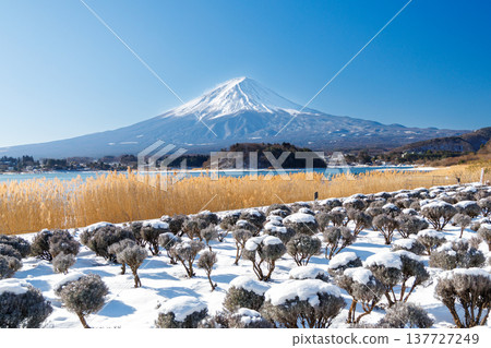 早春時節,河口湖大石公園的薰衣草田和富士山景色盡收眼底。 早春時節,河口湖大石公園的薰衣草田和富士山景色盡收眼底。 137727249
