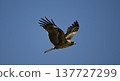 片瀨江之島附近的鳶（猛禽） 137727299