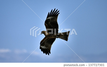 Kites (birds of prey) near Katase-Enoshima Kites (birds of prey) near Katase-Enoshima 137727301