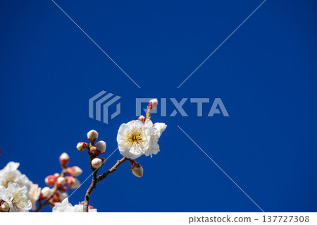 Blue sky and white plum 137727308
