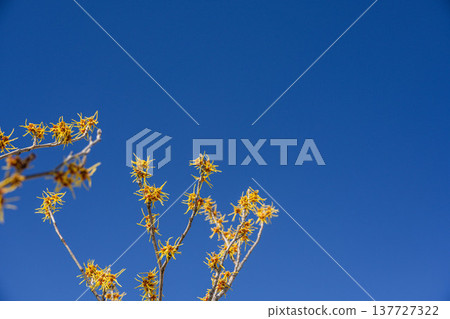 藍天和mansuck花 137727322