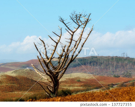 The stark tree contrasts against the colorful landscape. The stark tree contrasts against the colorful landscape. 137727355