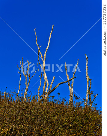 Bare trees reach for a clear blue sky. Dry shrubs surround stark tree trunks. Withered trees against a vibrant backdrop. Minimalist nature with blue and brown hues. Bare trees reach for a clear blue sky. Dry shrubs surround stark tree trunks. Withered trees against a vibrant backdrop. Minimalist nature with blue and brown hues. 137727358