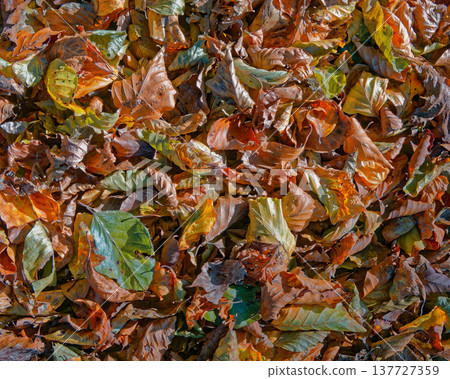 A vibrant tapestry of fallen autumn leaves covers the ground, showcasing a mix of golden yellow, burnt orange, rich brown, and fading green hues. Sunlight casts warm light and subtle shadows. 137727359
