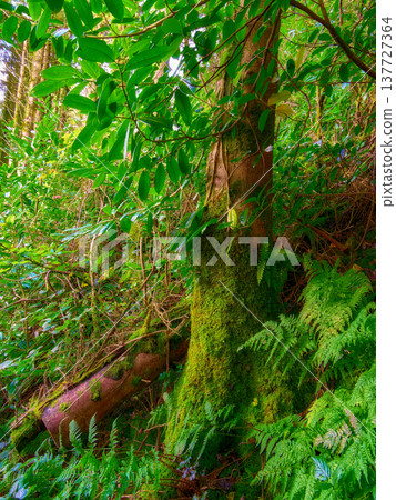 Lush green forest floor with moss-covered tree trunk and ferns. Lush green forest floor with moss-covered tree trunk and ferns. 137727364