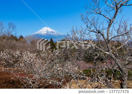 從岩本山公園眺望富士山,早春時節,白梅花競相綻放。 從岩本山公園眺望富士山,早春時節,白梅花競相綻放。 137727378