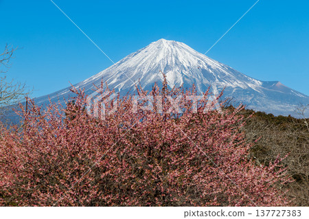 View of Mount Fuji from Iwamotoyama Park, where white plum blossoms bloom in early spring. View of Mount Fuji from Iwamotoyama Park, where white plum blossoms bloom in early spring. 137727383