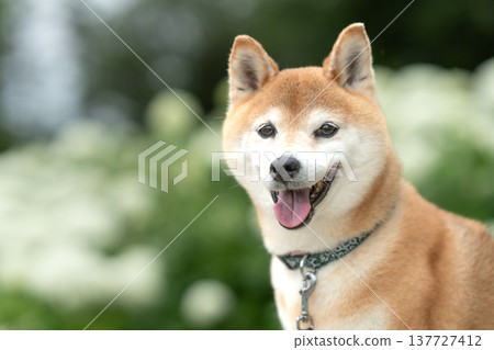 Shiba Inu in the background of Annabelle flowers; Cute Shiba Inu; Shiba Inu Akane Shiba Inu in the background of Annabelle flowers; Cute Shiba Inu; Shiba Inu Akane 137727412