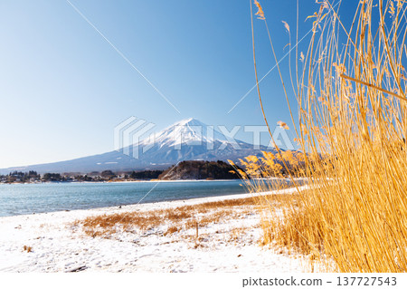早春時節，從河口湖畔的河口湖大石公園眺望富士山。 137727543