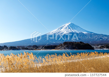 View of Mount Fuji from the shores of Lake Kawaguchi in early spring at Kawaguchiko Oishi Park. View of Mount Fuji from the shores of Lake Kawaguchi in early spring at Kawaguchiko Oishi Park. 137727544