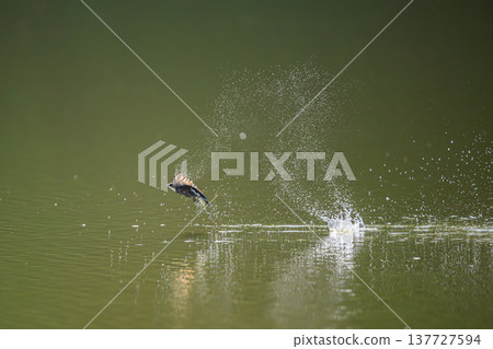 A blue-tailed swift flies at high speed over the water surface A blue-tailed swift flies at high speed over the water surface 137727594