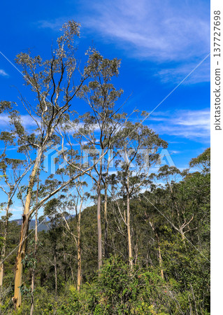 Single tree standing in a valley landscape under a clear blue sky with natural light and open rural scenery. Single tree standing in a valley landscape under a clear blue sky with natural light and open rural scenery. 137727698