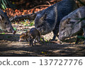 Baby Collared Peccary with Adults in Forest Setting 137727776
