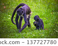 Geoffroy's Spider Monkey with Baby 137727780