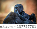 Baby gorilla riding on the back of its mother 137727781