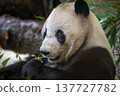 Giant Panda Eating Bamboo Close-Up Portrait 137727782