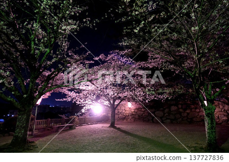 Matsusaka Castle Ruins, Matsusaka City, Mie Prefecture - Night Cherry Blossoms 13 - April 2023 Matsusaka Castle Ruins, Matsusaka City, Mie Prefecture - Night Cherry Blossoms 13 - April 2023 137727836