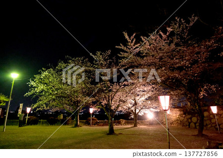 松阪城遺址，三重縣松阪市 - 夜櫻 11 - 2023年4月 137727856