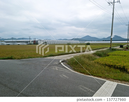 This is a rice paddy landscape in the Korean countryside. This is a rice paddy landscape in the Korean countryside. 137727980