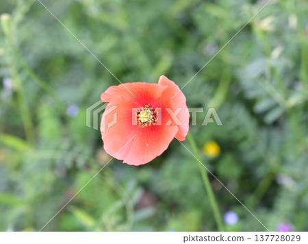 Nagamishiba flower Nagamishiba flower 137728029