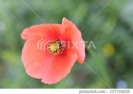Nagamishiba flower Nagamishiba flower 137728030