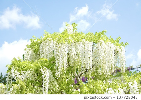 Blue sky and white wisteria flowers Blue sky and white wisteria flowers 137728045