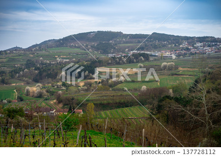 Panorama of Wachau valley in Lower Austria. Traditional wine and tourism region Panorama of Wachau valley in Lower Austria. Traditional wine and tourism region 137728112