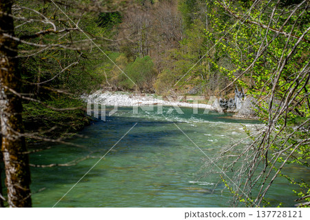 A mountain river among a dense forest among the Austrian Alps on a sunny day A mountain river among a dense forest among the Austrian Alps on a sunny day 137728121