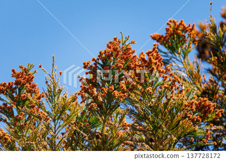 I photographed cedar tree plumes against a blue sky. I photographed cedar tree plumes against a blue sky. 137728172