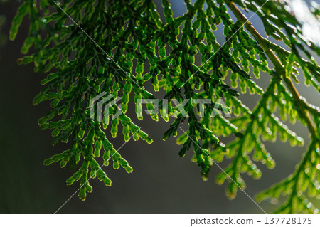 Hinoki cypress basking in the sunlight Hinoki cypress basking in the sunlight 137728175