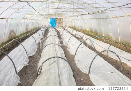 Vegetables grown under non woven fabric covers on an organic farm. Vegetables grown under non woven fabric covers on an organic farm. 137728224