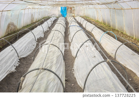 Vegetables grown under non woven fabric covers on an organic farm. 137728225