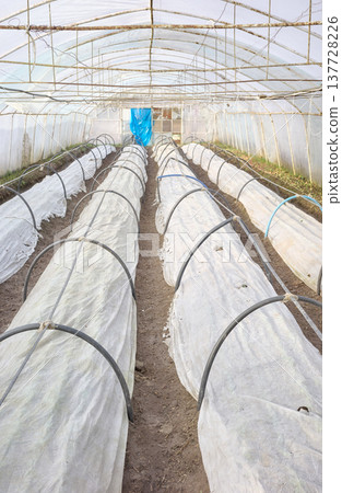 Vegetables grown under non woven fabric covers on an organic farm. 137728226