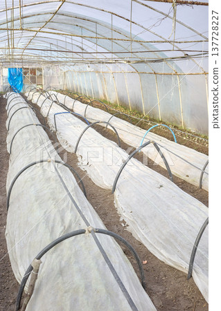 Vegetables grown under non woven fabric covers on an organic farm. 137728227