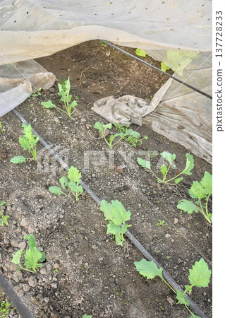 Vegetables grown under non woven fabric covers, selective focus. 137728233