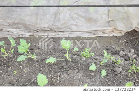Vegetables grown under non woven fabric covers, selective focus. Vegetables grown under non woven fabric covers, selective focus. 137728234