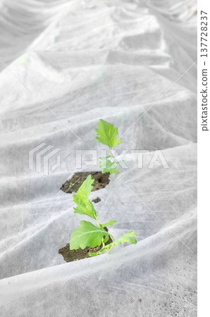 Vegetables grown under non woven fabric covers, selective focus. 137728237