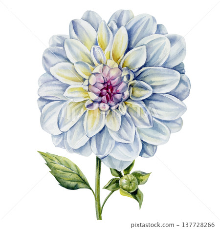 Dahlia flower watercolor with white petals pink center green leaves and bud isolated on background Dahlia flower watercolor with white petals pink center green leaves and bud isolated on background 137728266