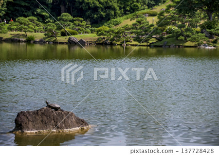 東京清澄白河的花園景觀 137728428