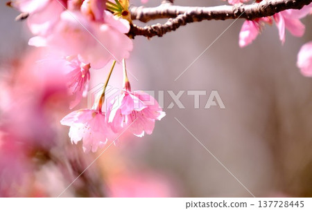 河津櫻花盛開的特寫 - 春季圖片背景素材 137728445